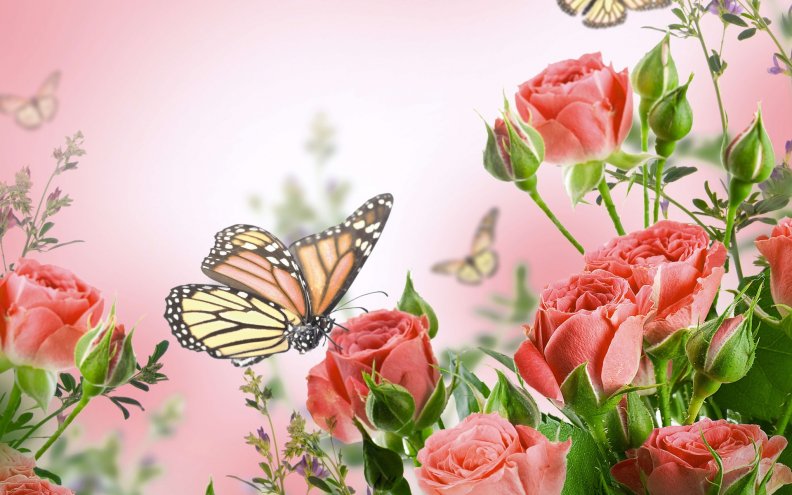 roses_and_monarch_butterflies.jpg