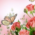 Roses and monarch butterflies