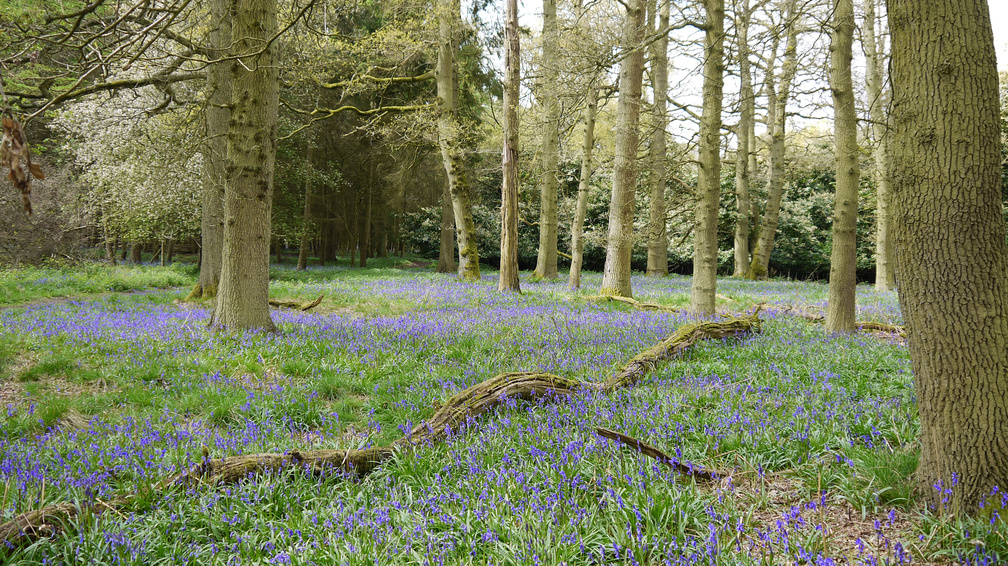 Fallen Tree and Bluebells.