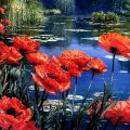 Red Poppies by the Pond F1