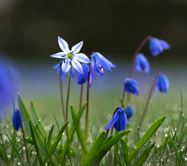 Blue Bell Flowers