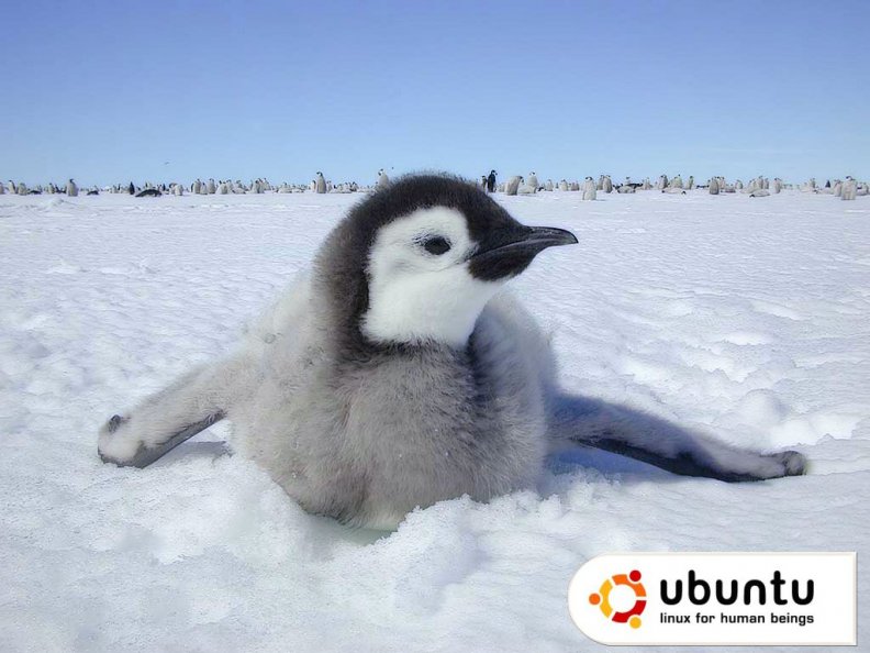 ubuntu_baby_penguin.jpg