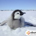 ubuntu baby penguin
