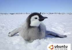 ubuntu baby penguin