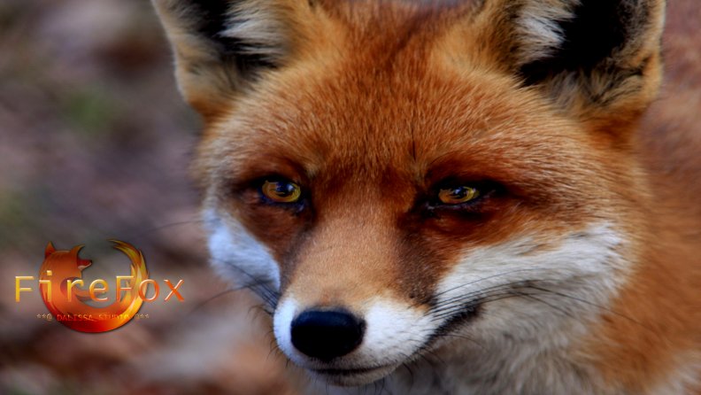 the_true_fox_of_firefox.jpg