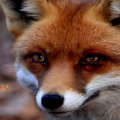 The True Fox Of Firefox