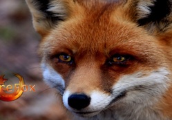 The True Fox Of Firefox