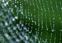 Spiders Web