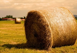 golden haystack 