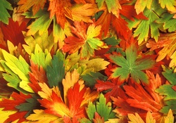 Kaleidoscope of Fall