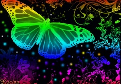 Butterfly color