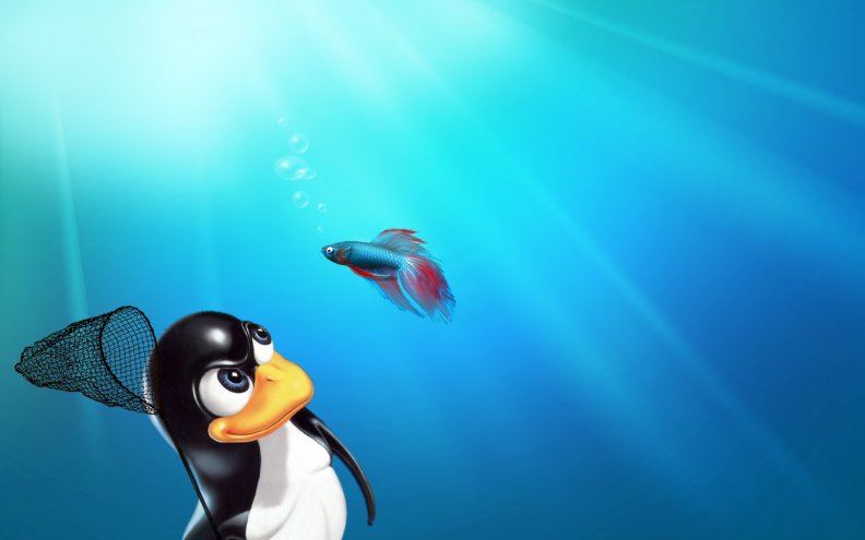 linux_pinguin.jpg