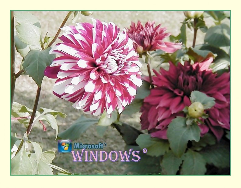 windows_wallpaper_nature.jpg