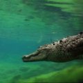 Crocodile Swimming