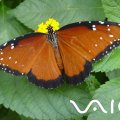 Vaio Butterfly