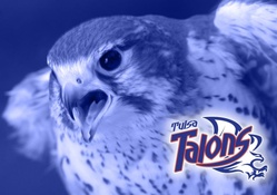 Tulsa Talons