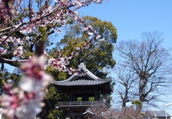 Saiko_ji Temple