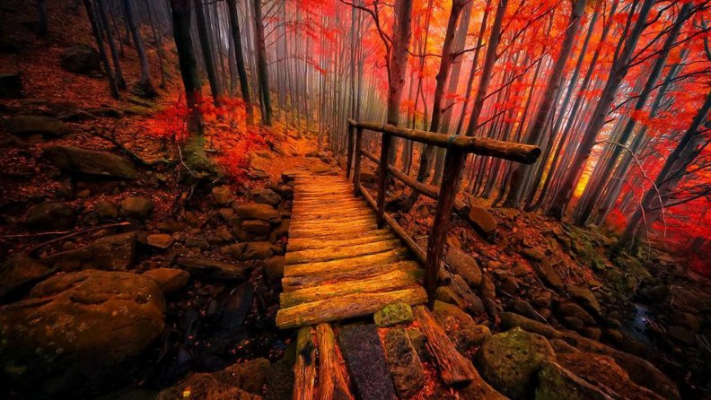 wooden_bridge_in_an_autumn_forest.jpg