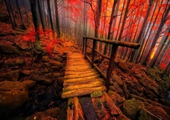 wooden bridge in an autumn forest