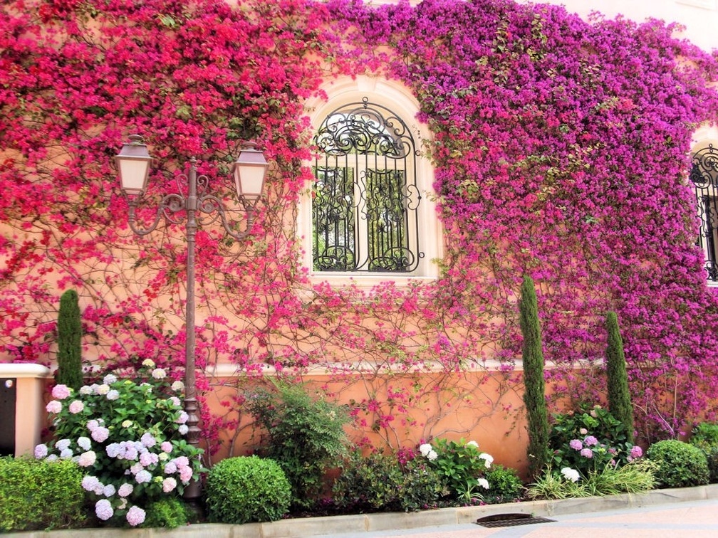 House covered with flowers