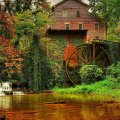 old forest mill with a giant wheel