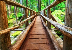 bridge in a forest