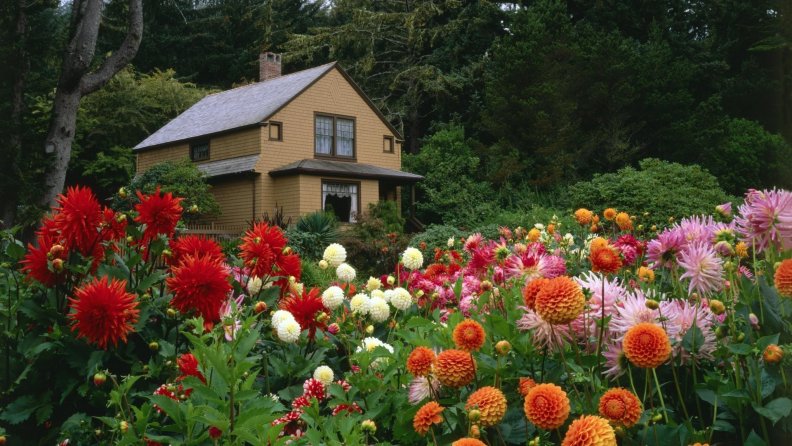 house_with_beautiful_dahlia_garden.jpg
