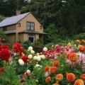 House with Beautiful Dahlia Garden