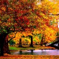 bridge on a pond in an autumn park