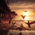 sea birds at the santa monica pier at sunset