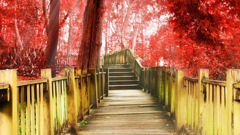 boardwalk through a red autumn forest