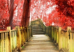boardwalk through a red autumn forest