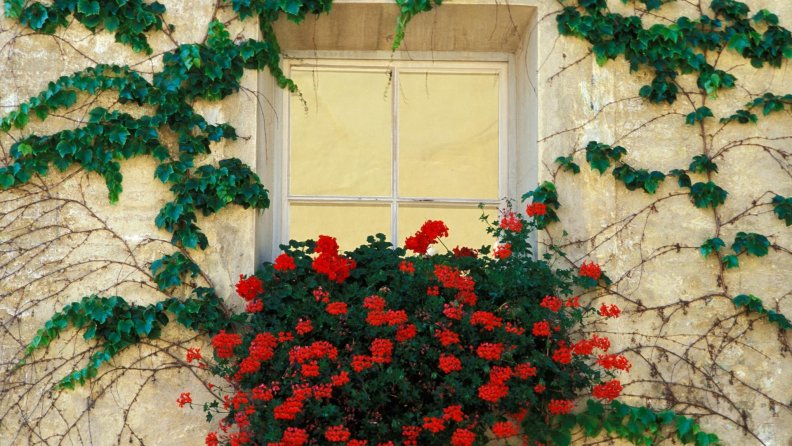 Beautiful Window with Flowers and Vines in Italy