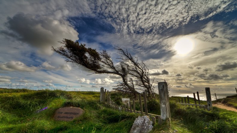 wind_blown_tree_near_a_monument_by_the_sea.jpg