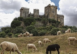 sheep grazing under almodovar castle in spain