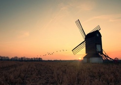 birds flying by a field windmill at sunset