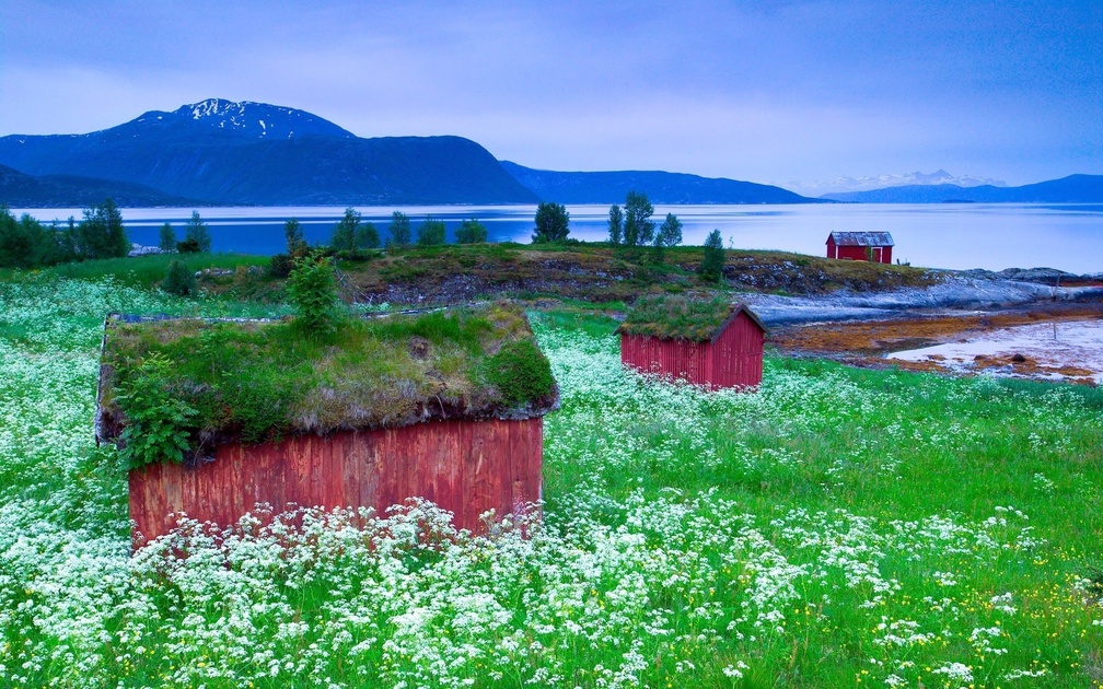 red cabins in a flowered meadow