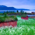 red cabins in a flowered meadow
