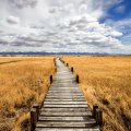 boardwalk on grassy wetlands on the prairie