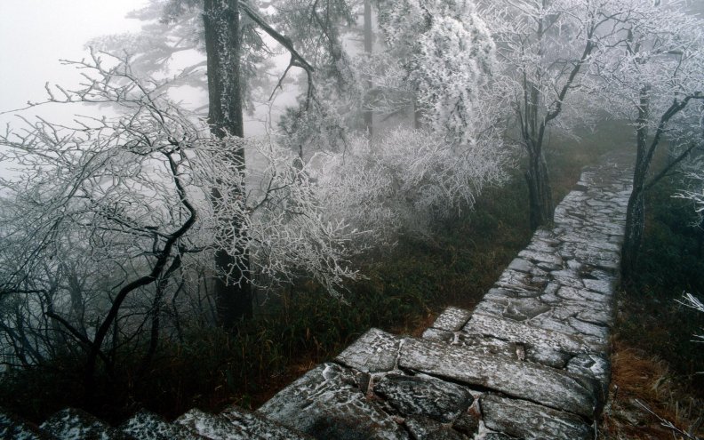 stone_path_trough_a_frosted_frest.jpg