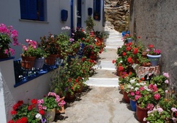 HOUSES WITH FLOWERS