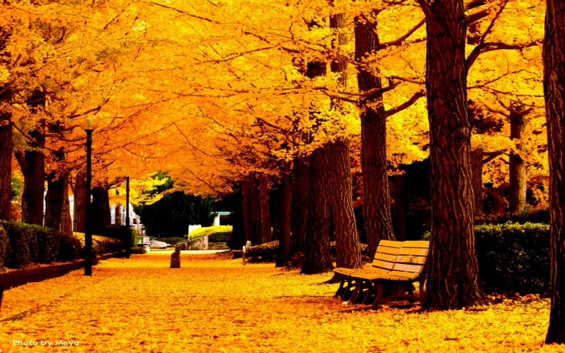autumn_park.jpg