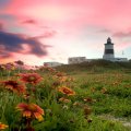 lighthouse on a hill surrounded by flowers