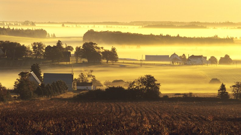 farms_in_yellow_morning_mist.jpg