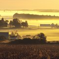 farms in yellow morning mist