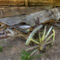 old wooden horse wagon with a flat tire hdr