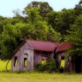 decrepit old barn in a pasture