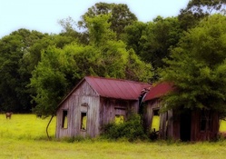 decrepit old barn in a pasture