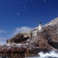 gulls over a lighthouse on a scottish rocky coast