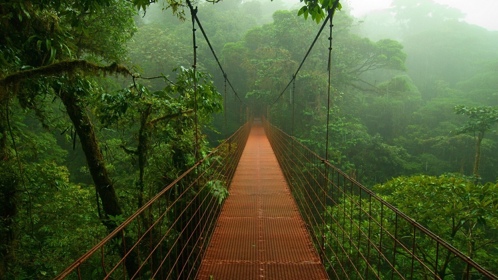 hanging bridge in the jungle mist